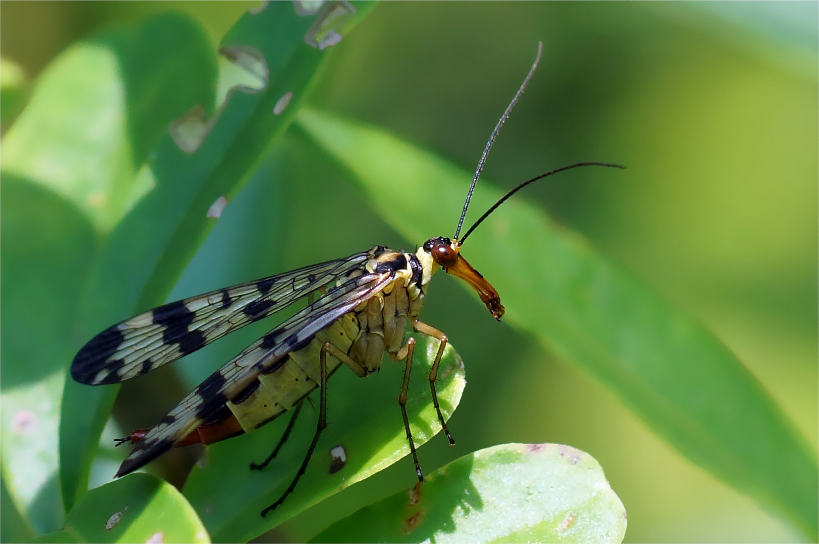 Weibliche Skorpionsfliege