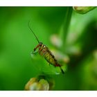 °weibliche Skorpionsfliege° ( Blütensauger)