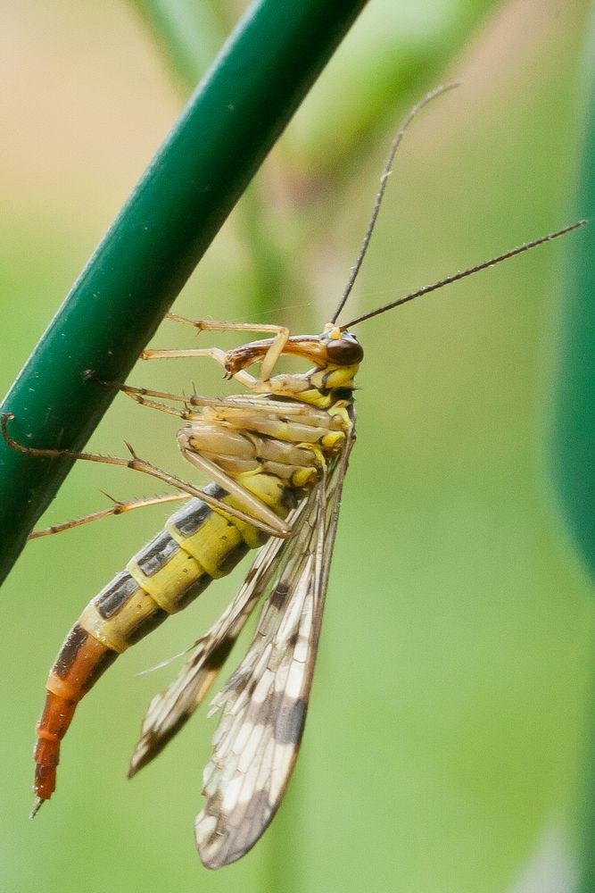 weibliche skorpionsfliege von sanfy 