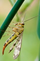 weibliche skorpionsfliege