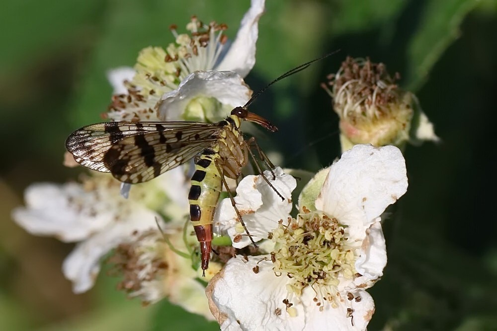 weibliche Skorpionsfliege