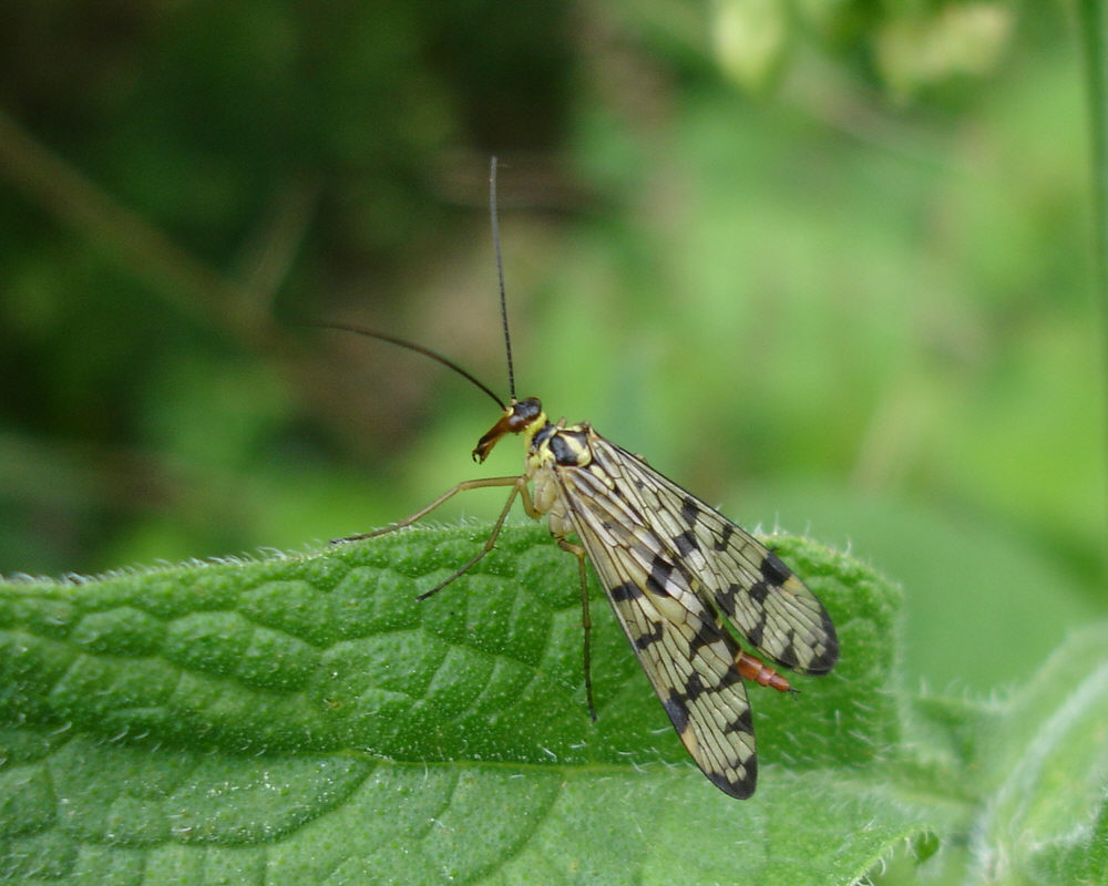 Weibliche Skorpionsfliege