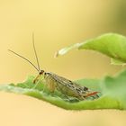 weibliche Skorpionsfliege im Abendlicht