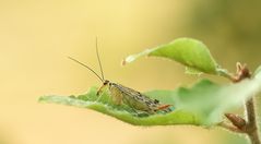 weibliche Skorpionsfliege im Abendlicht