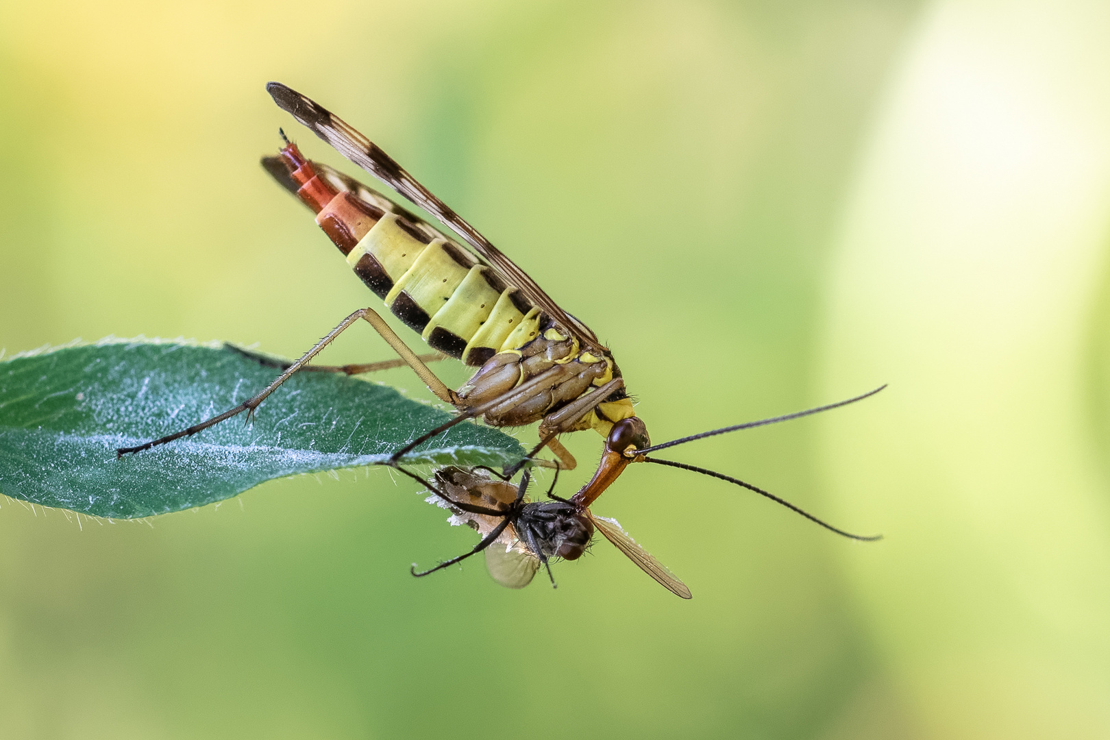 weibliche Skorpionsfliege mit Beute