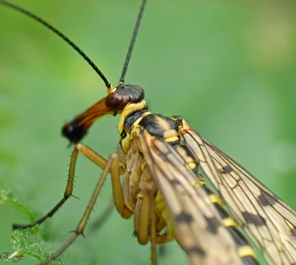 Weibliche Skorpionsfliege mit Beutetier