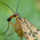 Weibliche Skorpionsfliege mit Beutetier