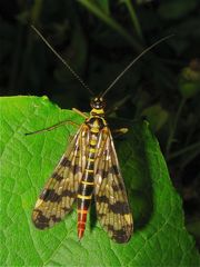 Weibliche Skorpionsfliege: Panorpa communis