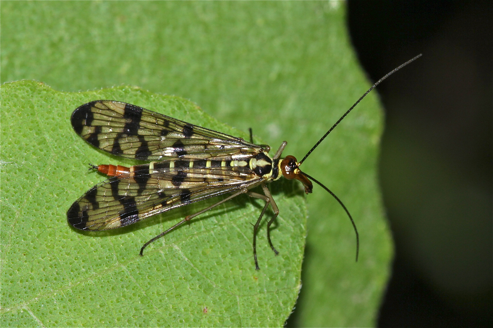 Weibliche Skorpionsfliege (Panorpa europaea)