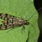 Weibliche Skorpionsfliege (Panorpa europaea)