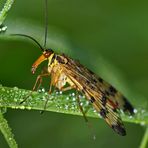 ~Weibliche Skorpionsfliege (Panorpa vulgaris)~