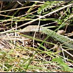 Weibliche Smaragdeidechse (Lacerta viridis)