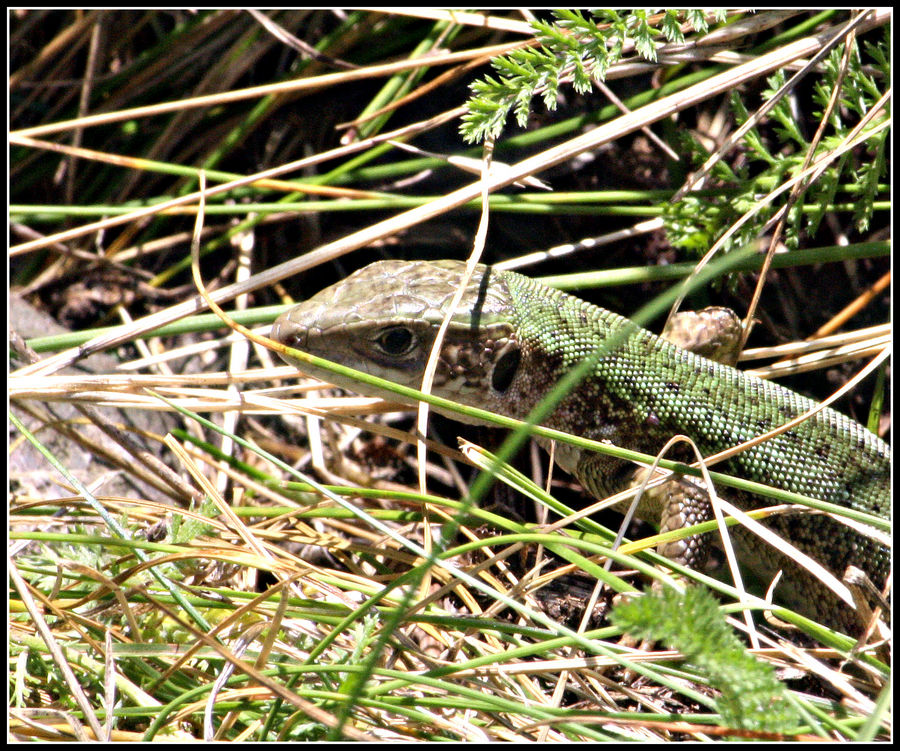 Weibliche Smaragdeidechse (Lacerta viridis)