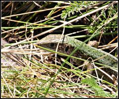 Weibliche Smaragdeidechse (Lacerta viridis)