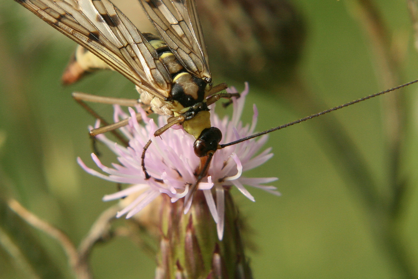 weibliche Sorpionsfliege