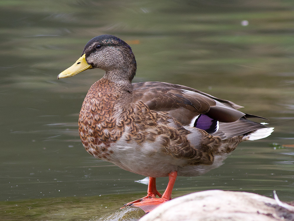 Weibliche Stockente