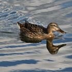 weibliche Stockente im "Spiegelwasser"