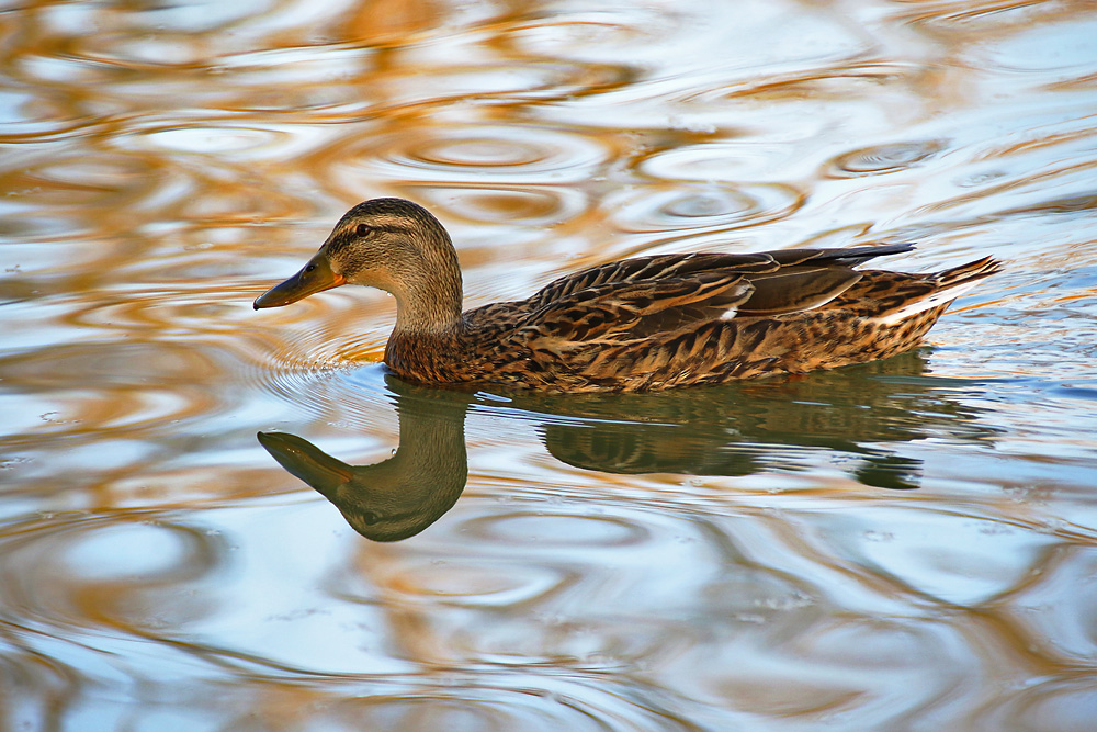 weibliche Stockente im Wasser gespiegelt