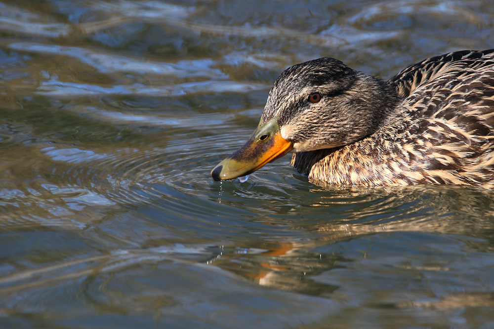 weibliche Stockente im "Winterwasser"