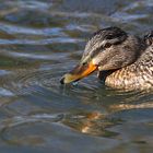 weibliche Stockente im "Winterwasser"