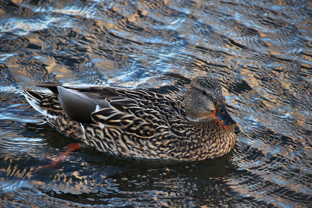 weibliche Stockente mit Wasseroberflächen-Tarnung