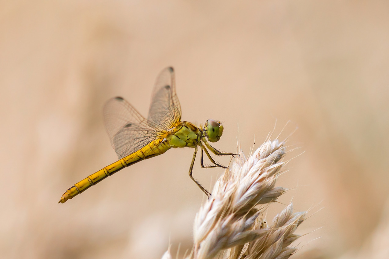 Weibliche südliche Heidelibelle (Sympetrum meridionale)