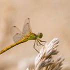 Weibliche südliche Heidelibelle (Sympetrum meridionale)