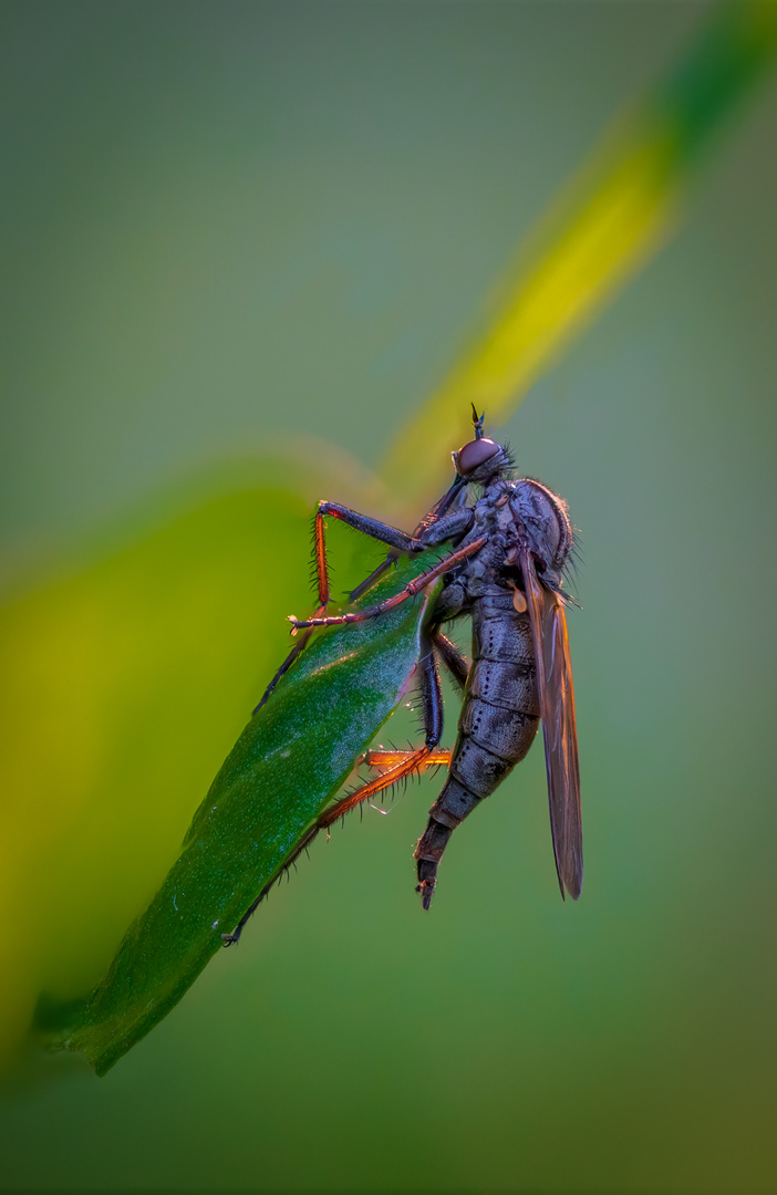 Weibliche Tanzfliege (Empis opaca)