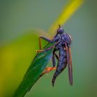 Weibliche Tanzfliege (Empis opaca)