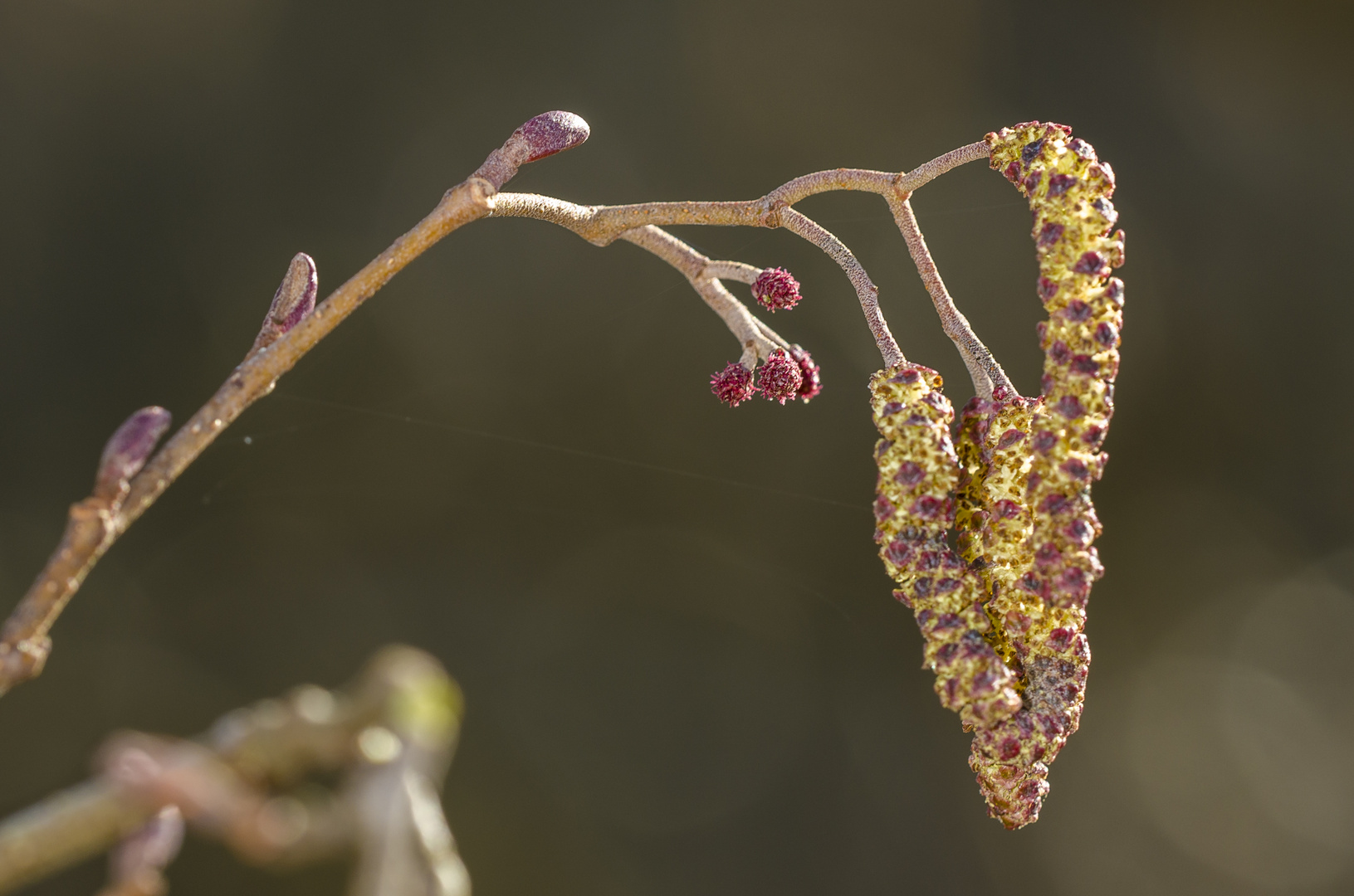 Weibliche und männliche Blüte der Schwarz-Erle (Alnus glutinosa)