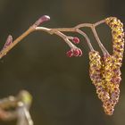 Weibliche und männliche Blüte der Schwarz-Erle (Alnus glutinosa)