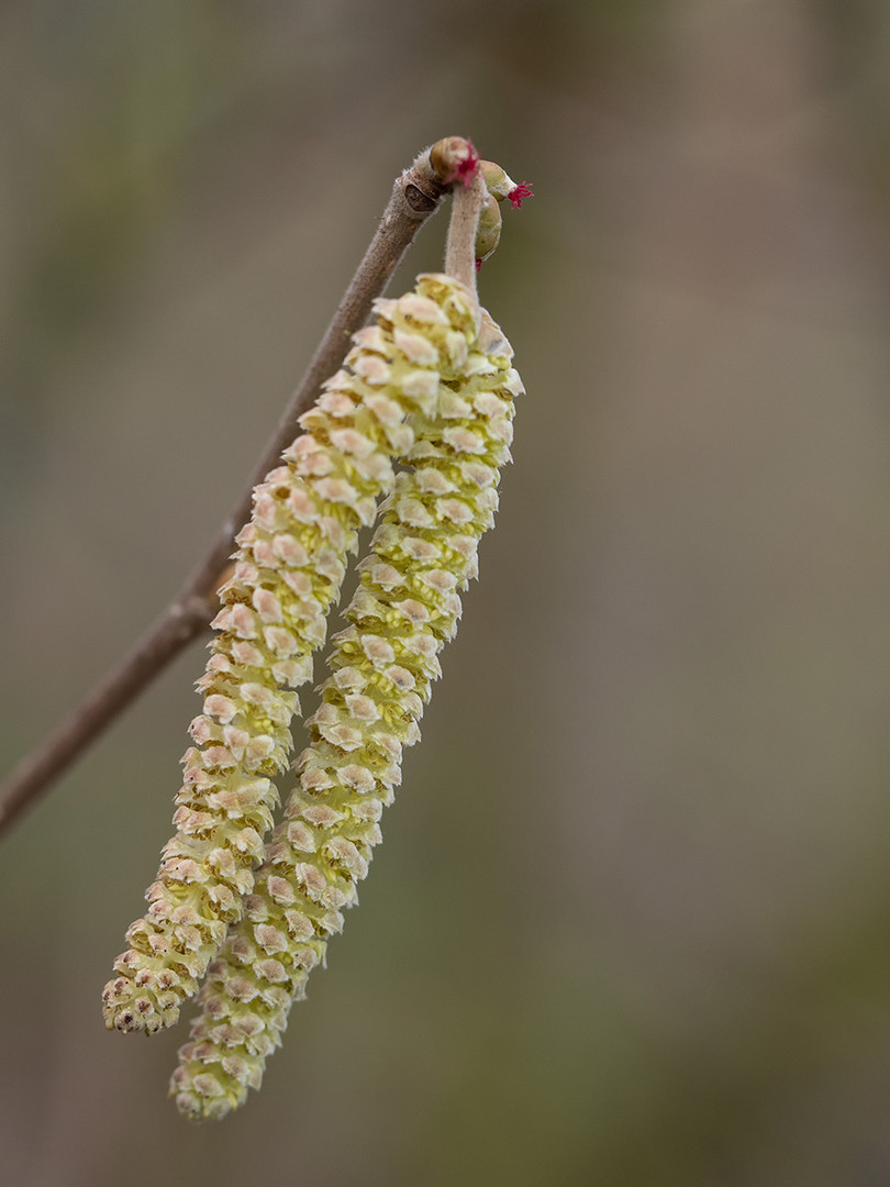 Weibliche und männliche Blüten