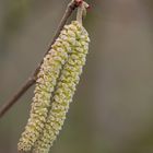 Weibliche und männliche Blüten