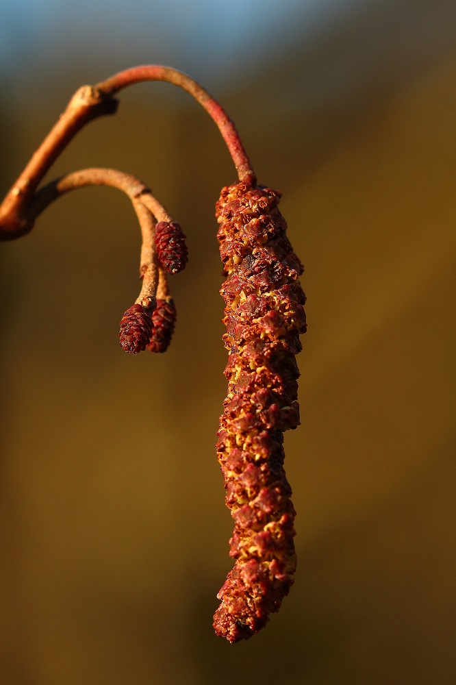 weibliche und männliche Blüten der Erle