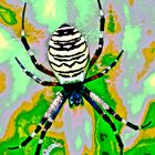 Weibliche Wespenspinne (Argiope bruennichi), ...