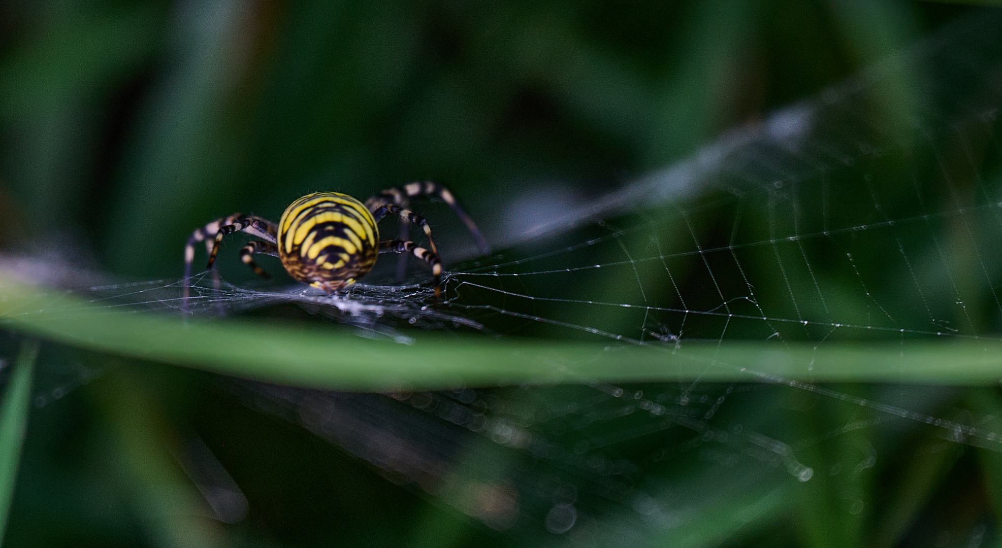 weibliche Wespenspinne (Argiope bruennichi)