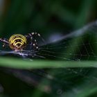 weibliche Wespenspinne (Argiope bruennichi)