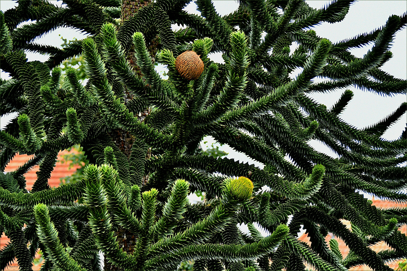 = weibliche Zapfen der chilenischen Araucaria =