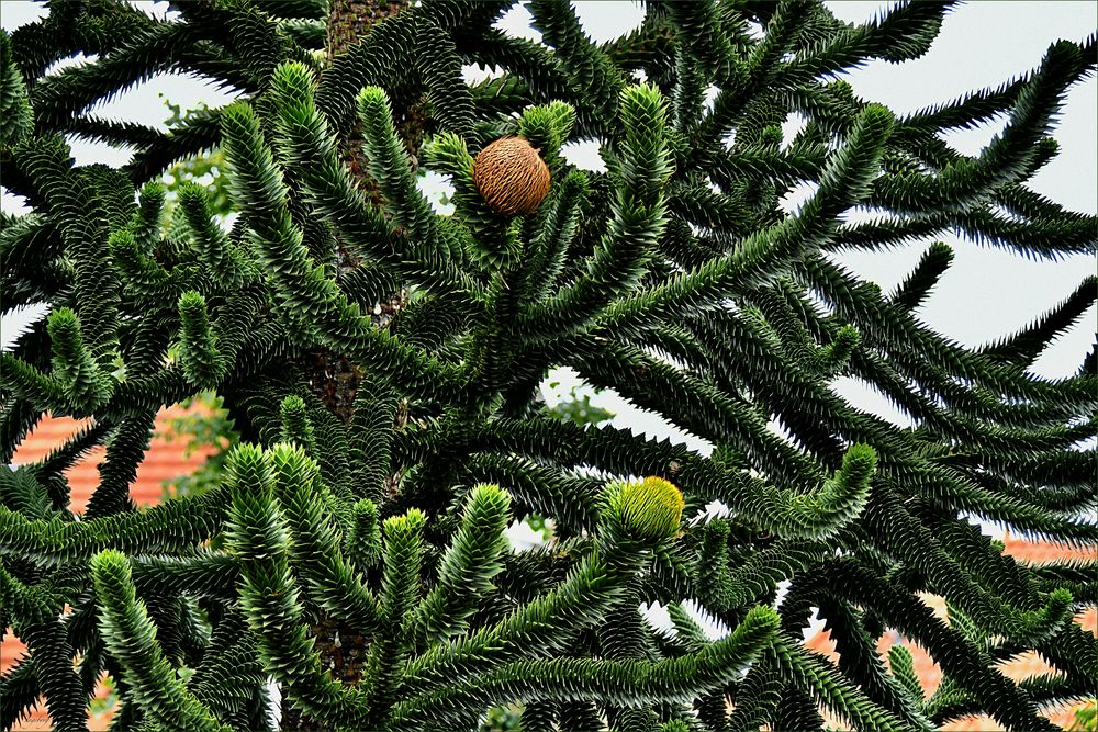 = weibliche Zapfen der chilenischen Araucaria =