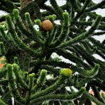 = weibliche Zapfen der chilenischen Araucaria =