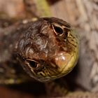 Weibliche Zauneidechse (Lacerta agilis) - mal eine andere Perspektive