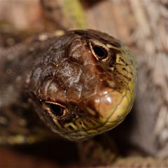 Weibliche Zauneidechse (Lacerta agilis) - mal eine andere Perspektive