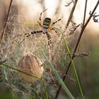 Weibliche Zebra oder Wespenspinne mit Kokon