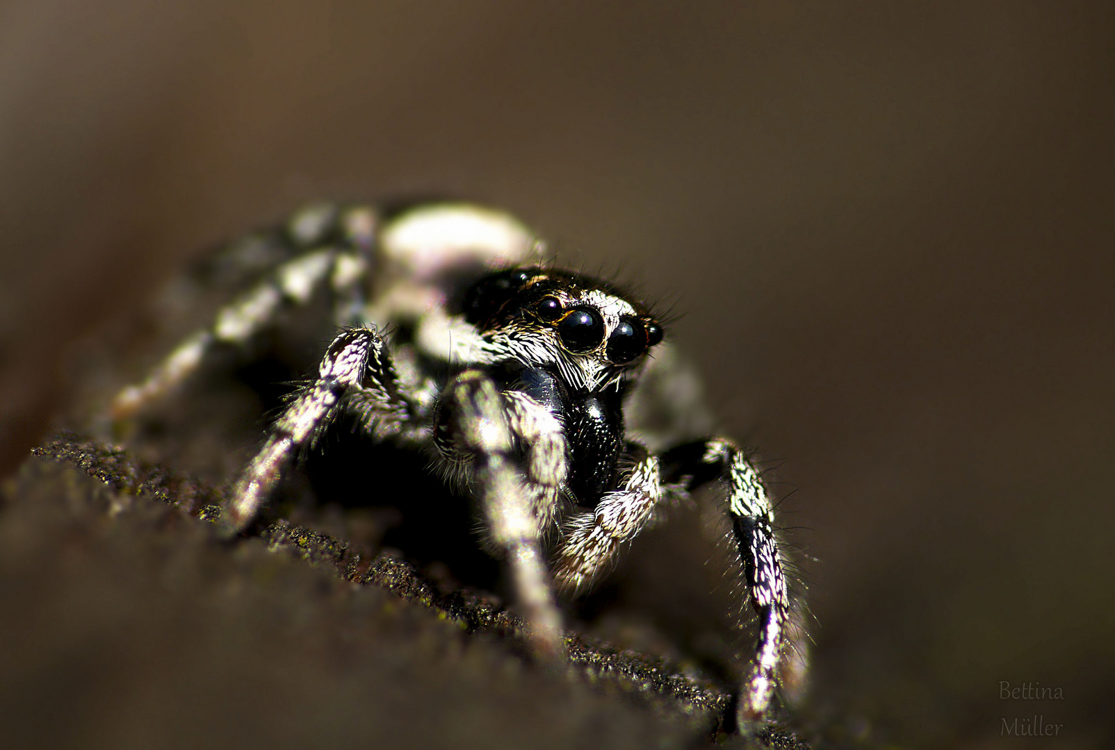 Weibliche Zebraspringspinne (Salticus scenicus)