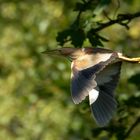 Weibliche Zwergdommel  (Ixobrychus minutus) im Flug