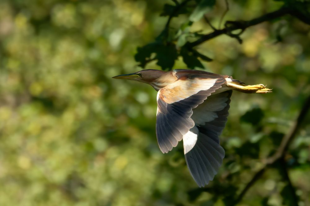 Weibliche Zwergdommel  (Ixobrychus minutus) im Flug