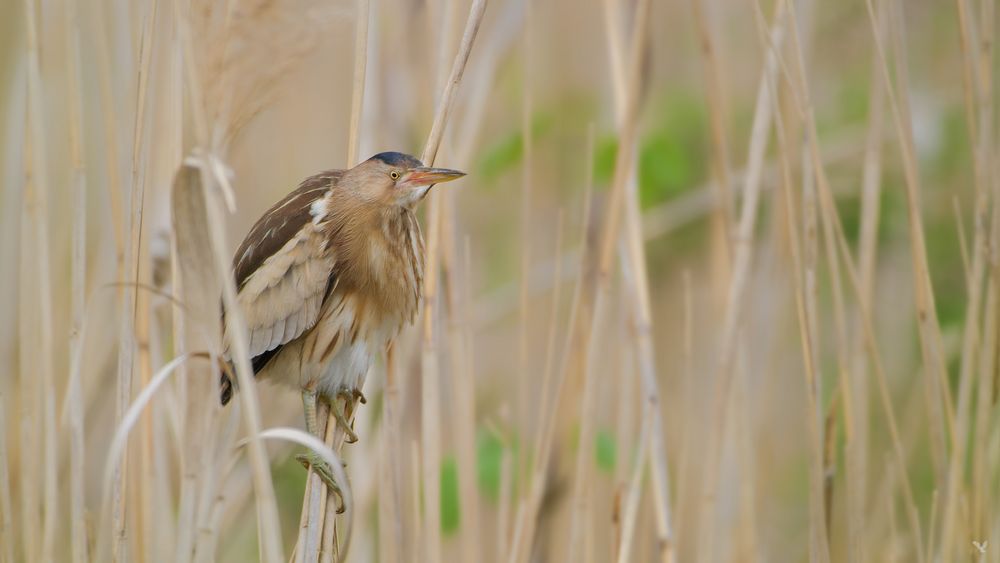 weibliche Zwergdommel (lxobrychus minutus)