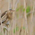 weibliche Zwergdommel (lxobrychus minutus)