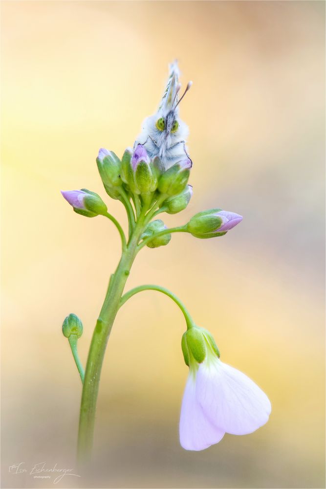 weiblicher Aurorafalter