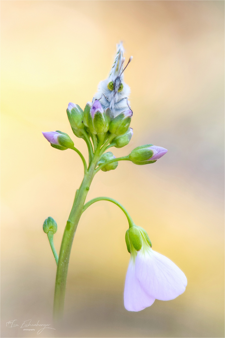 weiblicher Aurorafalter